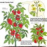 Are Roma Tomatoes Determinate Or Indeterminate