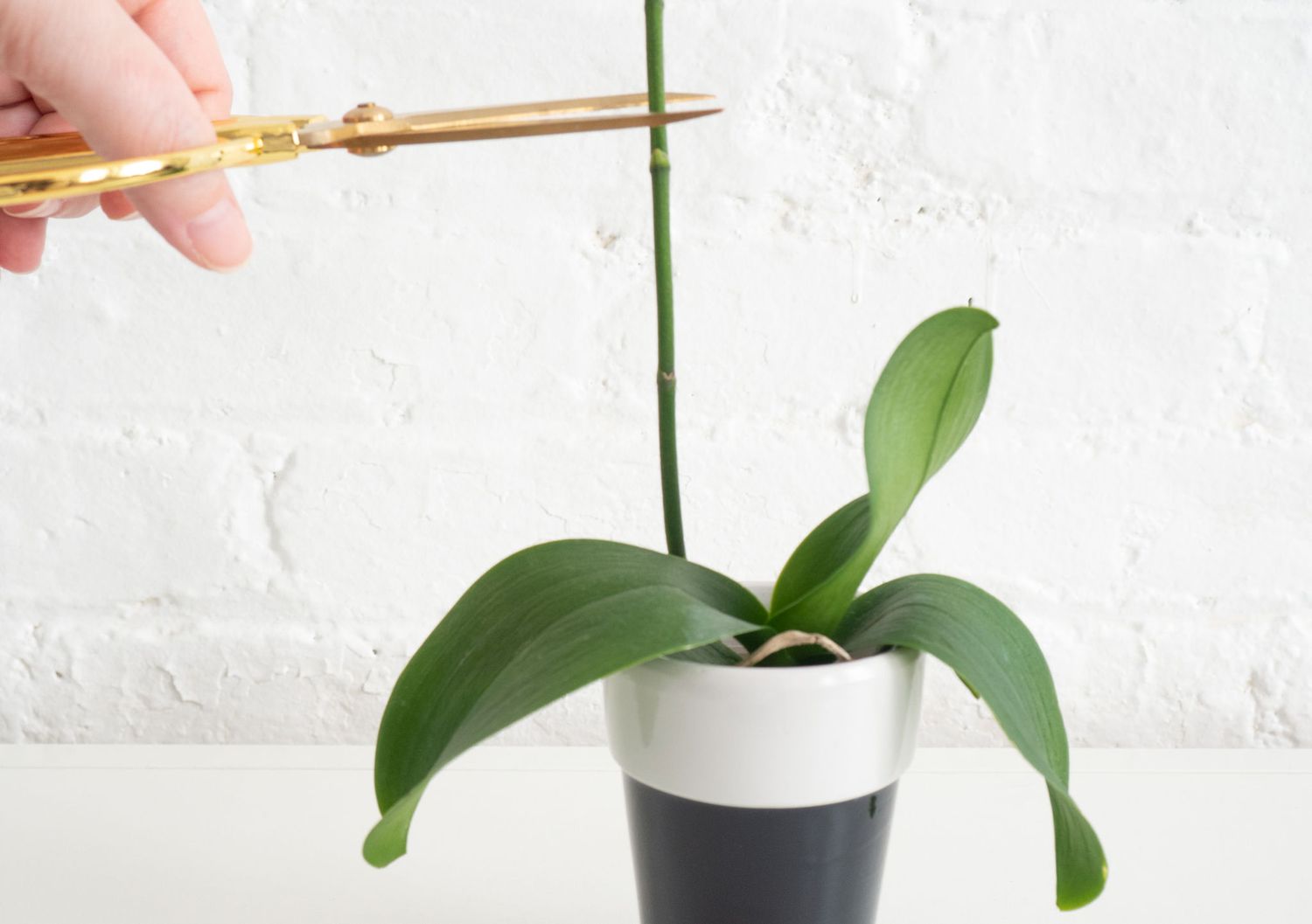 How To Take Care Of Indoor Orchid Plants: Expert Tips