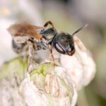 Bee Sting Natural Remedy Soothe Pain Quickly Naturally