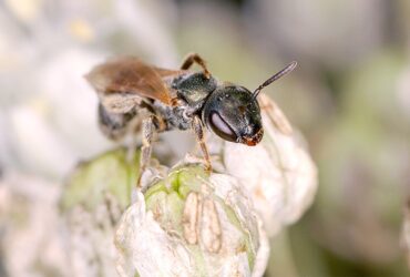 Bee Sting Natural Remedy Soothe Pain Quickly Naturally