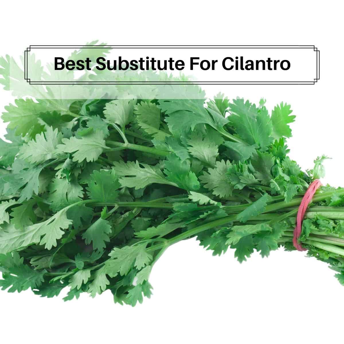 Replacement For Cilantro: Top Flavorful Herbs Unveiled