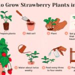 Best Containers For Growing Strawberry Plants