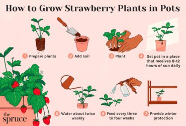 Best Containers For Growing Strawberry Plants