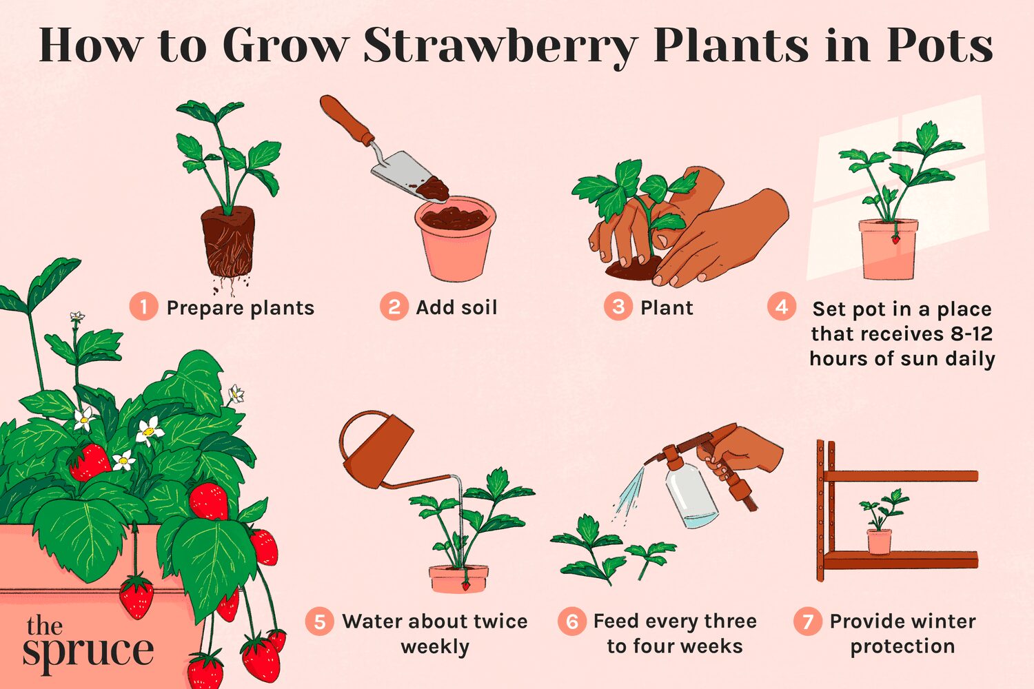 Best Containers For Growing Strawberry Plants