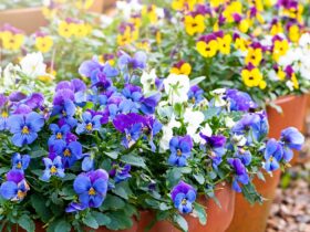 Best Flowering Plants For Containers