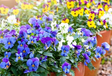 Best Flowering Plants For Containers