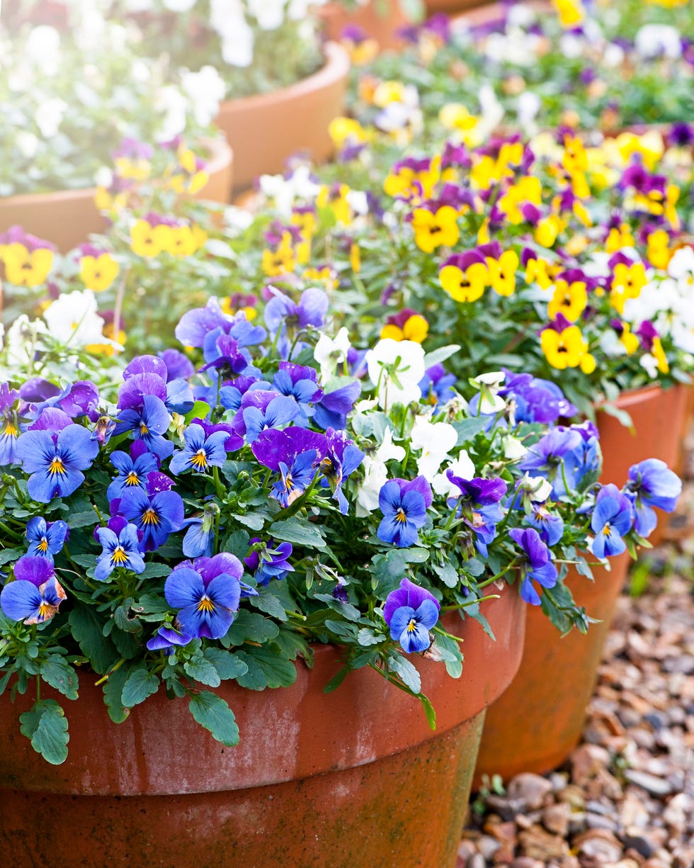 Best Flowering Plants For Containers