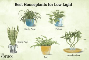 Best Indoor House Plants Low Light