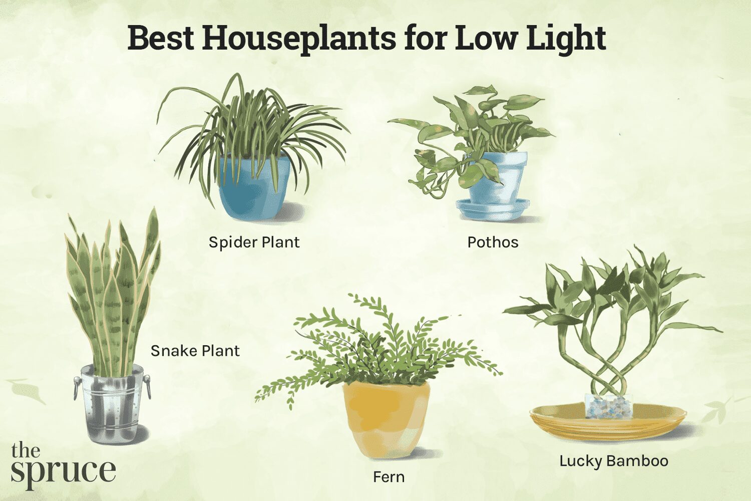 Best Indoor House Plants Low Light