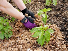 Best Mulch For Veg Garden