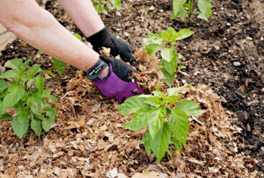 Best Mulch For Veg Garden