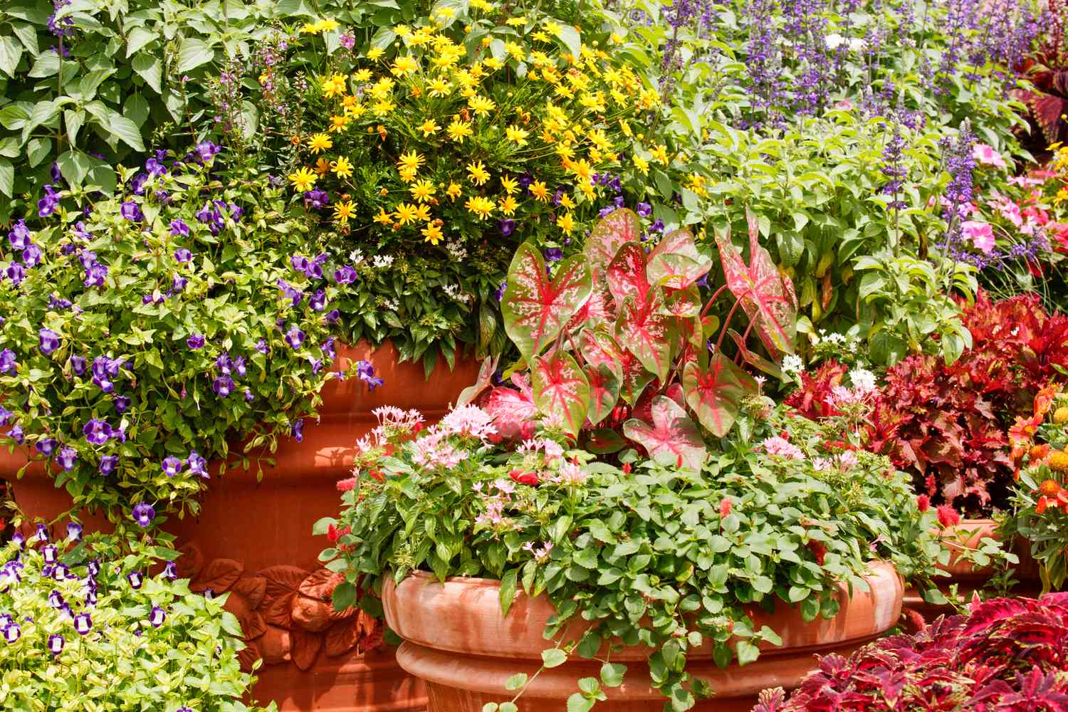 Best Flowering Plants For Containers: Lush & Vibrant Picks!