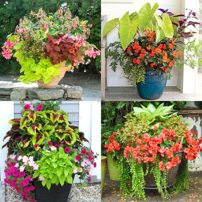 Shade Plants For Container Gardens: Lush Oasis Picks
