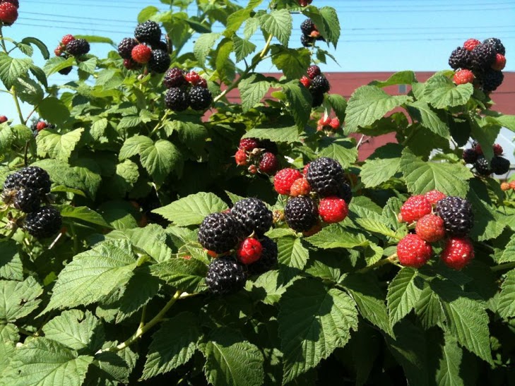 How Raspberries Are Grown: Essential Tips For Juicy Harvests