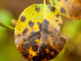 Black Spots And Yellow Leaves On Roses