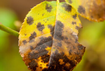 Black Spots And Yellow Leaves On Roses