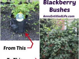 Blackberry Plants How To Grow