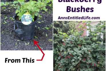 Blackberry Plants How To Grow