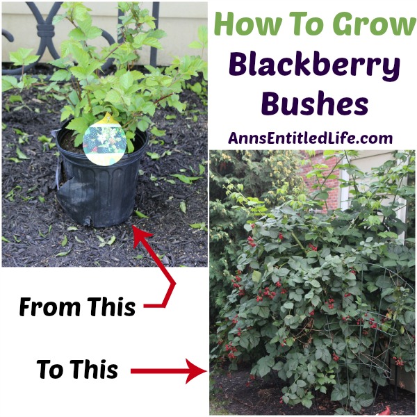 Blackberry Plants How To Grow