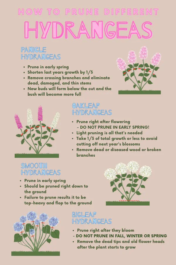 When To Cut Back Hydrangeas: Essential Timing Tips