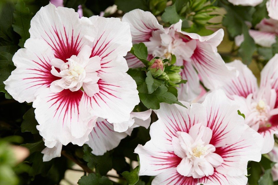 Hibiscus Syriacus Rose Of Sharon: Vibrant Garden Marvel