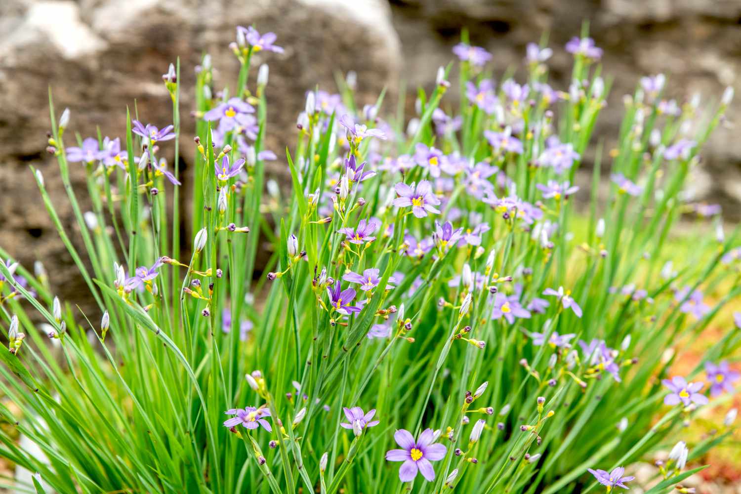 Grassy Plants With Purple Flowers: Vibrant Garden Wonders