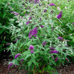 Buddleja Davidii (Butterfly Bush)