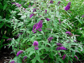 Buddleja Davidii (Butterfly Bush)