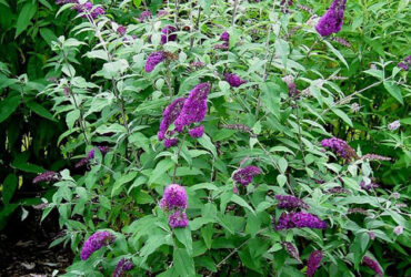 Buddleja Davidii (Butterfly Bush)