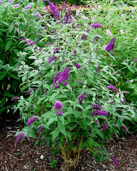 Buddleja Davidii (Butterfly Bush)