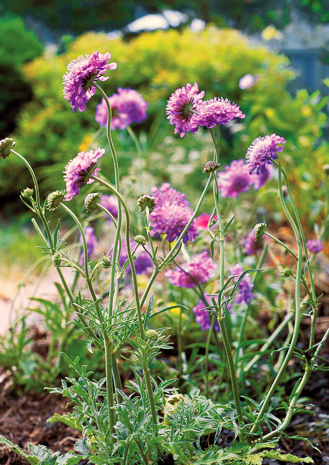 Perennial Plants That Bloom All Summer: Lush Oasis Secrets