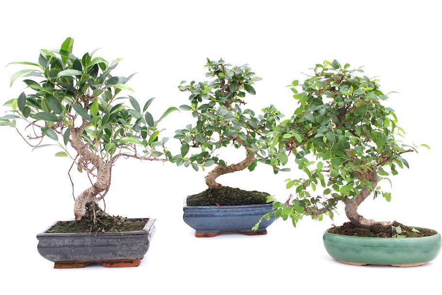 How To Take Care Of A Bonsai Tree Indoors: Expert Tips