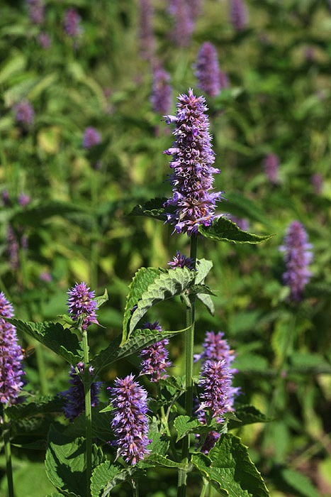 Agastache Foeniculum (Anise Hyssop): Gardening Gold