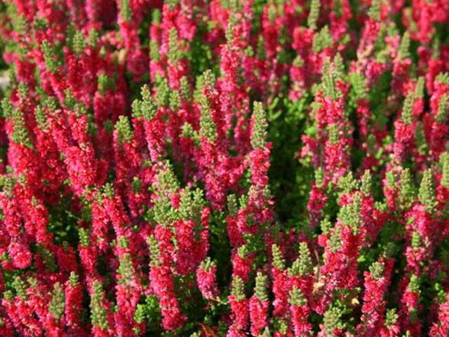 Calluna Vulgaris: Unveiling The Charm Of Scottish Heather