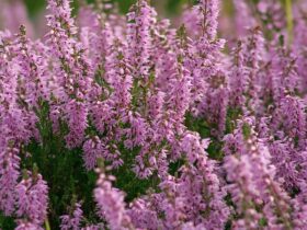 Calluna Vulgaris (Scotch Heather, Scottish Heather)