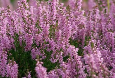 Calluna Vulgaris (Scotch Heather, Scottish Heather)