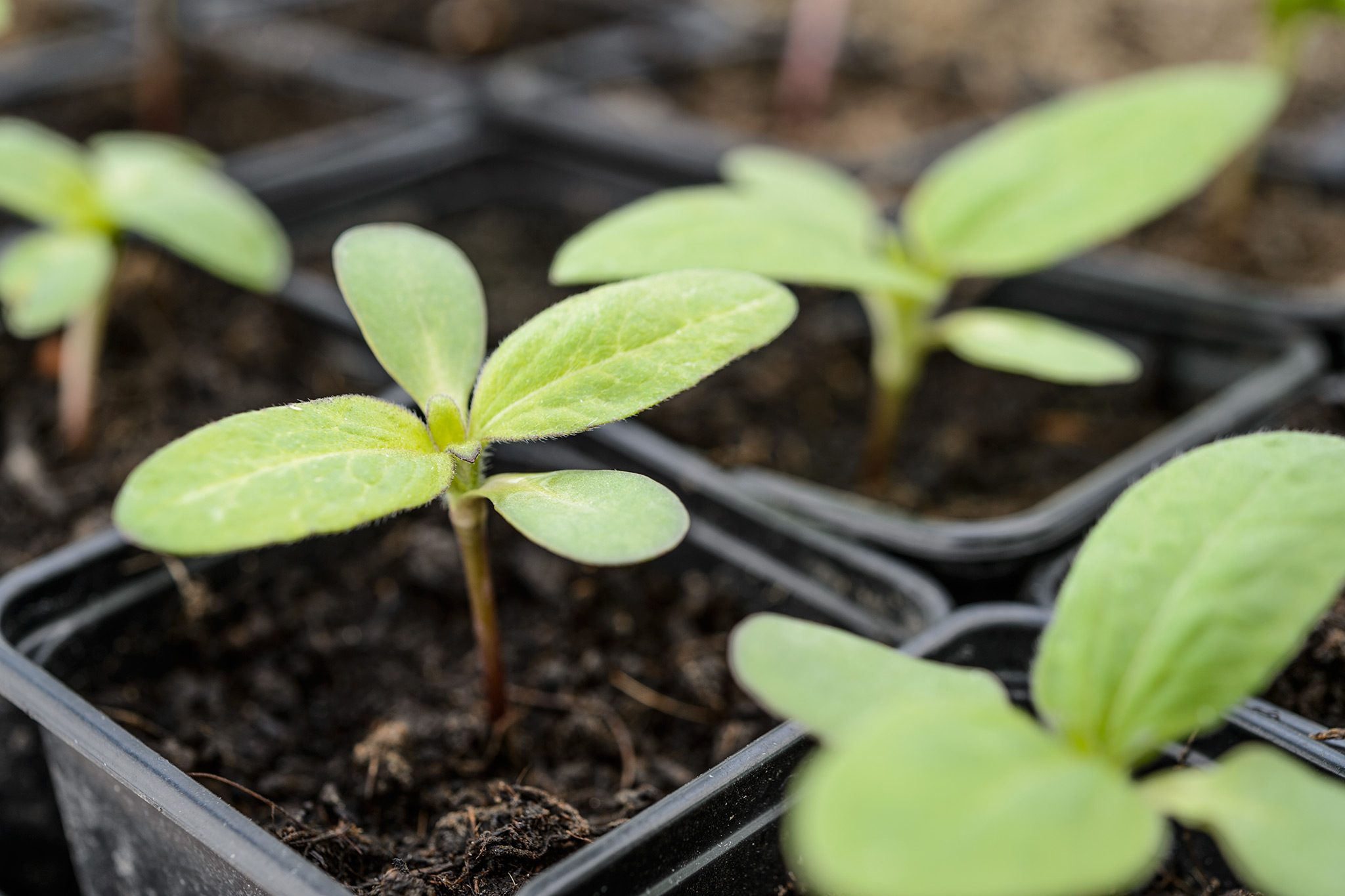 How To Grow Sunflower Plant From Seed: Easy Guide & Tips