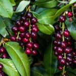 Cherry Laurel Prunus Laurocerasus
