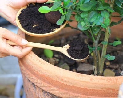 How To Use Coffee Grounds For Plants: Boost Growth Naturally!