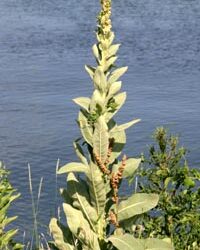 Common Mullein Verbascum Thapsus