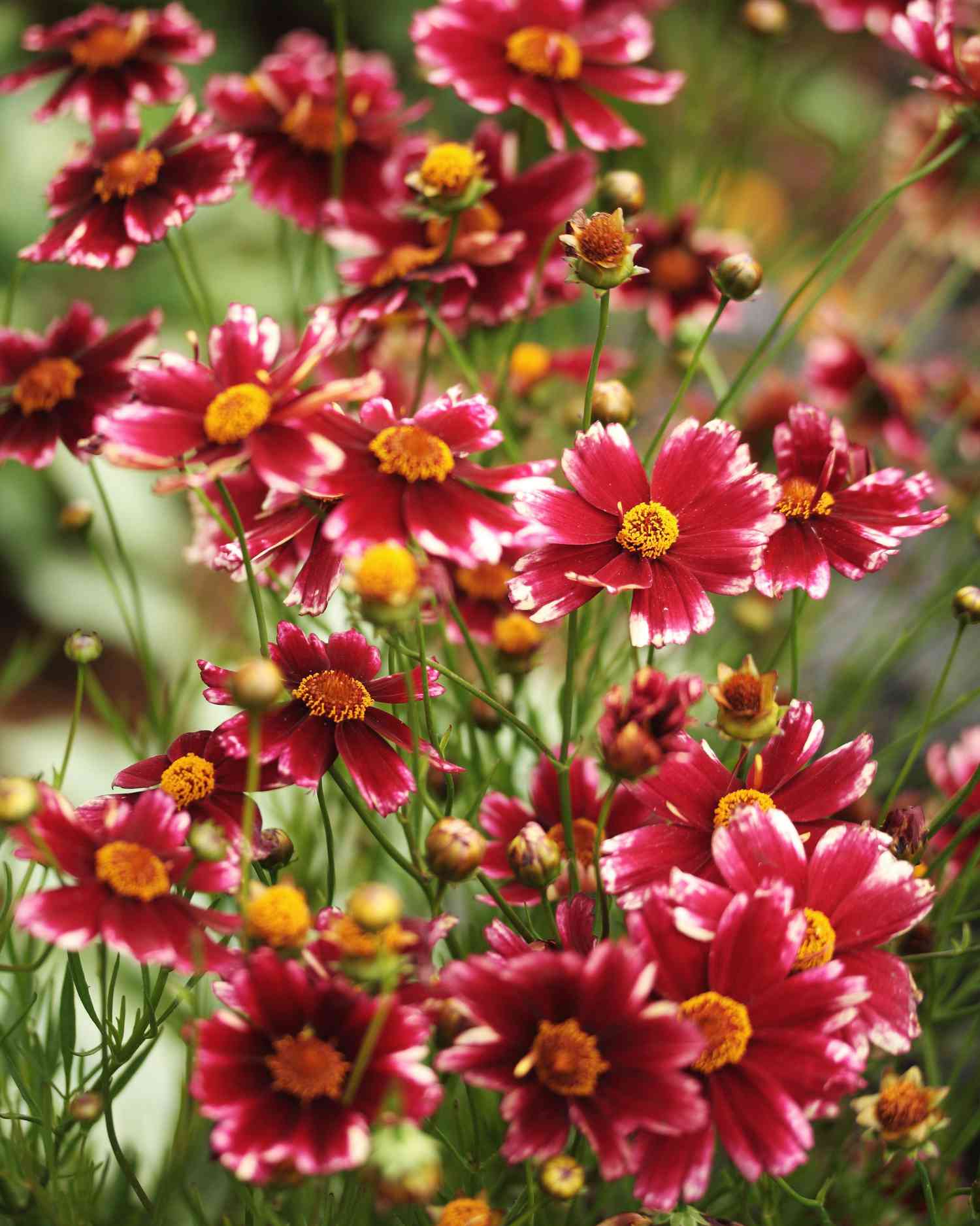 Perennials Flowers Bloom All Summer: Vibrant Oasis Guide