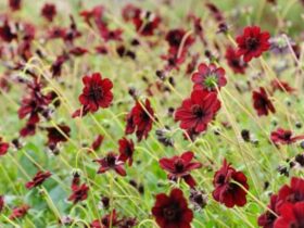 Cosmos Atrosanguineus (Chocolate Cosmos)