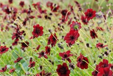 Cosmos Atrosanguineus (Chocolate Cosmos)