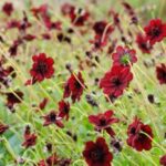 Cosmos Atrosanguineus Chocolate Cosmos