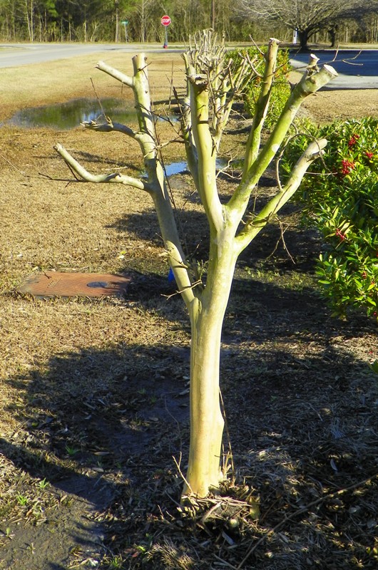 When To Prune Crape Myrtle Tree: Best Seasonal Tips