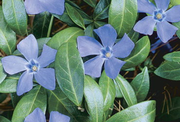 Creeping Myrtle (Vinca Minor)