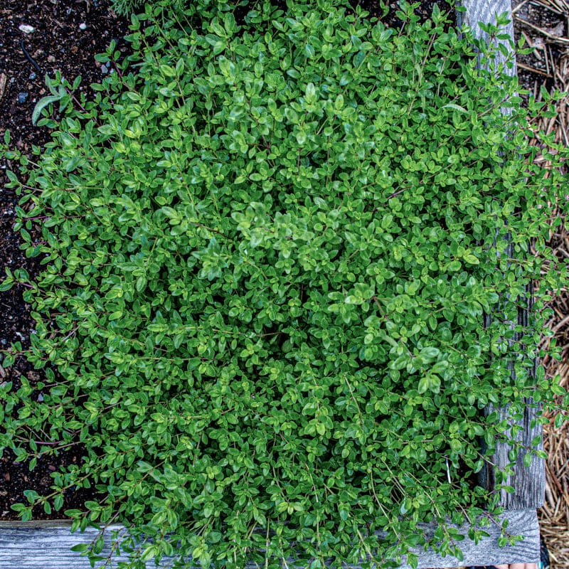How To Creeping Thyme Ground Cover: Lush Lawn Alternatives