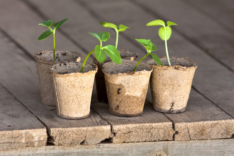 How Do You Grow Cucumbers From Seed: Pro Tips Revealed