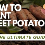 Cultivation Of Sweet Potatoes Yield Boosting Tips 5