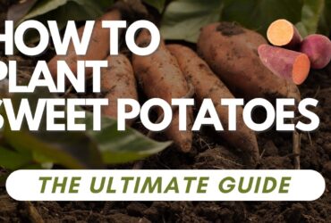 Cultivation Of Sweet Potatoes Yield Boosting Tips 5